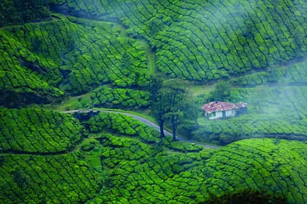 Munnar Tea Garden