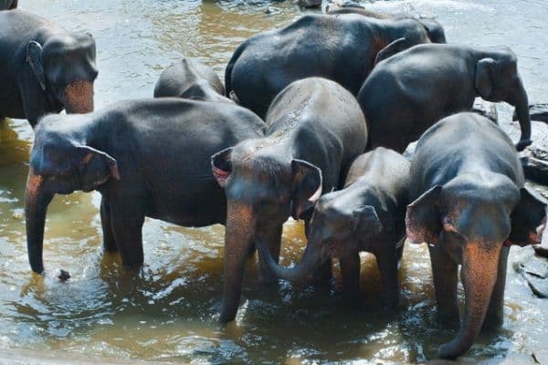 Kaziranga National Park Elephant Safari