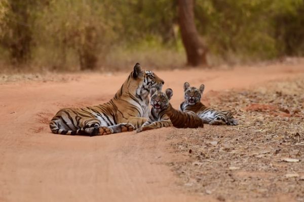 Kaziranga National Park Tigress