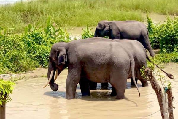 Kaziranga national park safari Elephants
