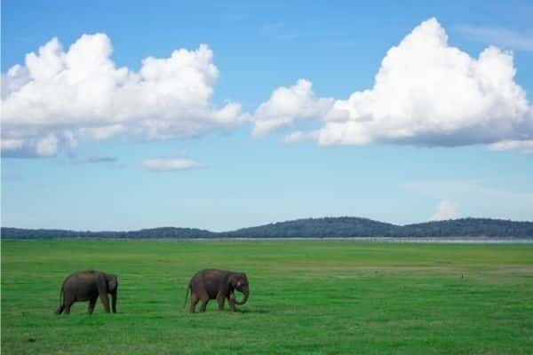 Safari Park, Ridiyagama - Places to visit in Sri Lanka in 5 days